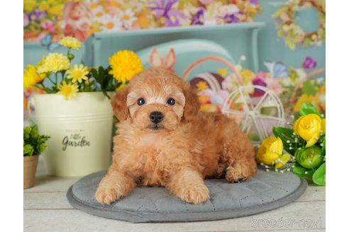 成約済の千葉県のトイプードル-302499の3枚目