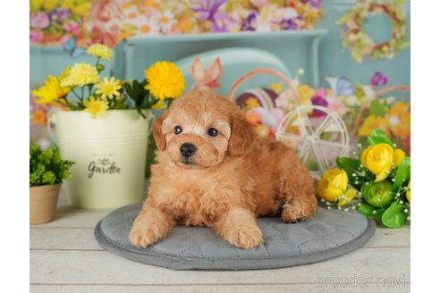 成約済の千葉県のトイプードル-302499の4枚目