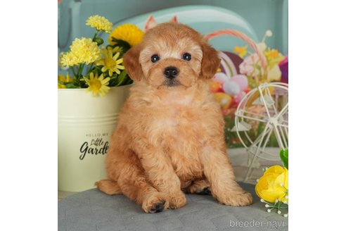 成約済の千葉県のトイプードル-302499の5枚目