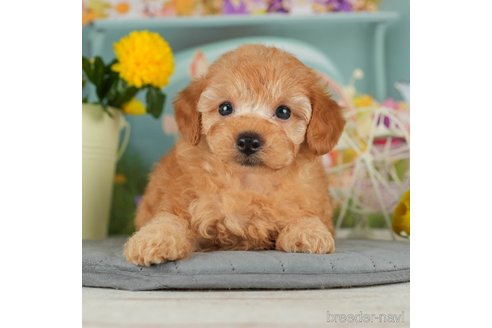 成約済の千葉県のトイプードル-302499