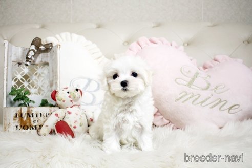 成約済の佐賀県のマルチーズ-299025の2枚目