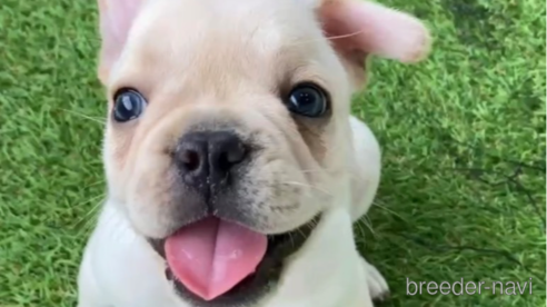 成約済の福岡県のフレンチブルドッグ-302500の6枚目