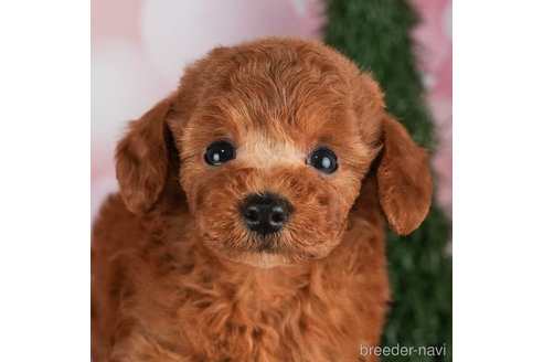 成約済の千葉県のトイプードル-302501の3枚目