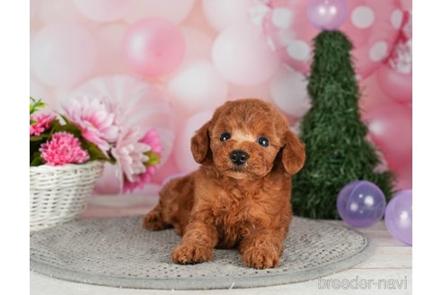 成約済の千葉県のトイプードル-302501の2枚目