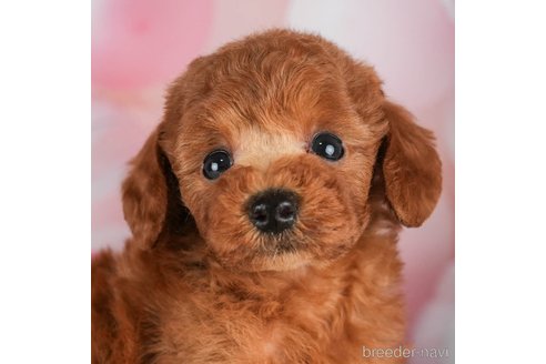 成約済の千葉県のトイプードル-302501の1枚目