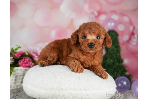 成約済の千葉県のトイプードル-302501の4枚目