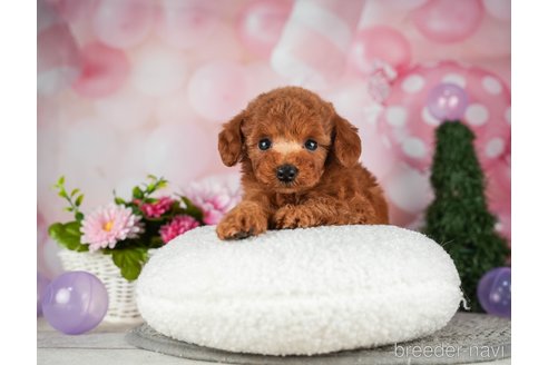 成約済の千葉県のトイプードル-302501の5枚目