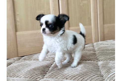成約済の香川県のチワワ(ロングコート)-302504の4枚目