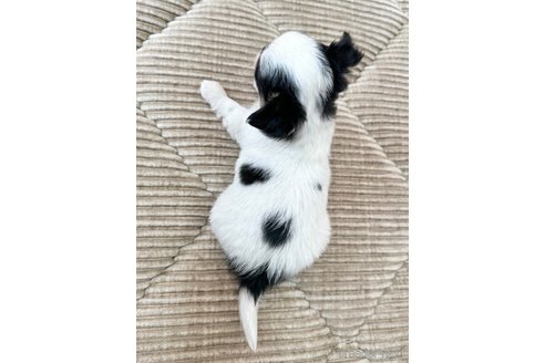 成約済の香川県のチワワ(ロングコート)-302504の5枚目