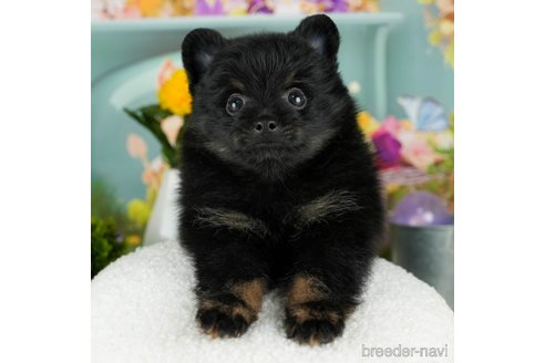 成約済の千葉県のポメラニアン-302505の1枚目