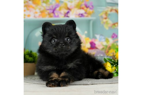 成約済の千葉県のポメラニアン-302505の5枚目