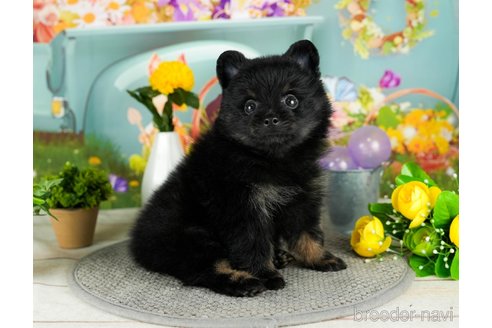 成約済の千葉県のポメラニアン-302505の2枚目