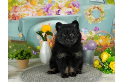 成約済の千葉県のポメラニアン-302505の3枚目