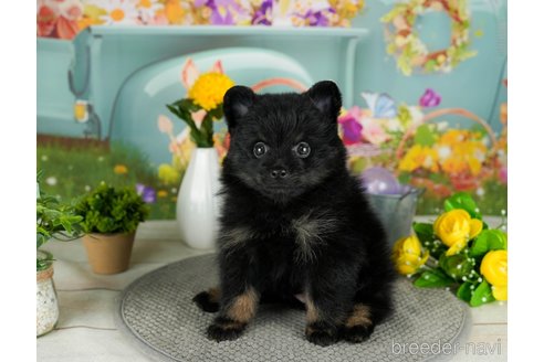 成約済の千葉県のポメラニアン-302505の4枚目