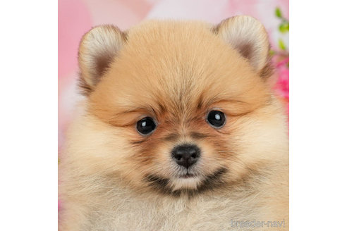 ポメラニアン　　2.5.9番 関東でポメラニアンの子犬を探す（287ページ目）｜ブリーダーナビ