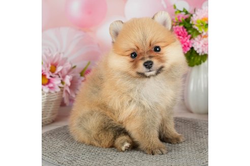 成約済の千葉県のポメラニアン-302509の5枚目