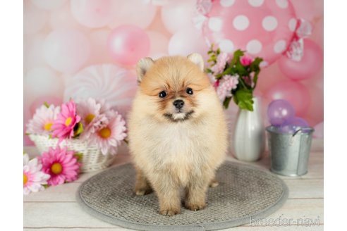 成約済の千葉県のポメラニアン-302509の2枚目