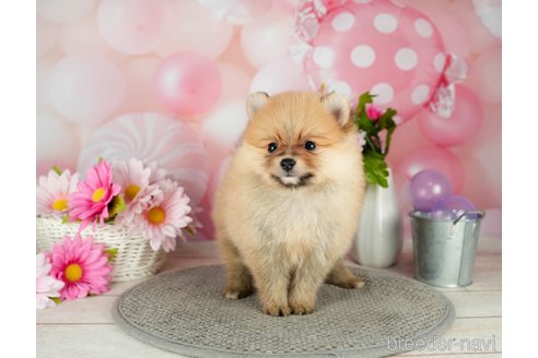 成約済の千葉県のポメラニアン-302509の3枚目