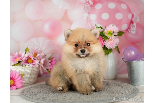 成約済の千葉県のポメラニアン-302509の4枚目