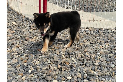 成約済の岡山県の柴犬-302533の5枚目