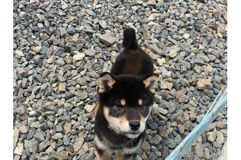 成約済の岡山県の柴犬-302533の1枚目