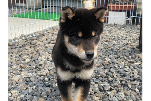 成約済の岡山県の柴犬-302533の2枚目