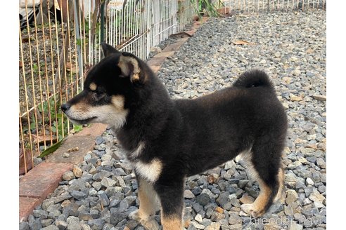 成約済の岡山県の柴犬-302533の4枚目