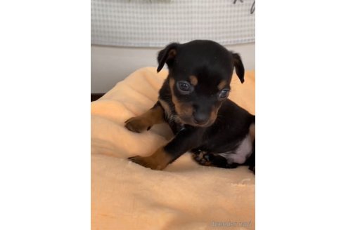 成約済の福岡県のミックス犬-302544の5枚目