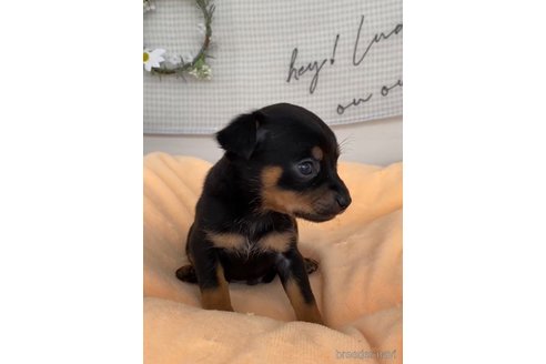 成約済の福岡県のミックス犬-302544の3枚目