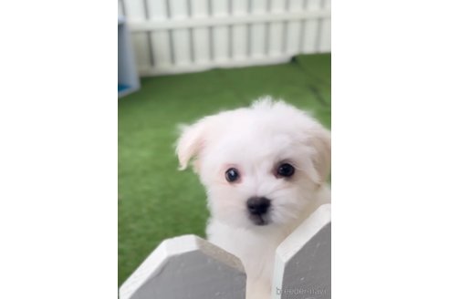 成約済の福岡県のチワマル:チワワ×マルチーズ-294085の7枚目