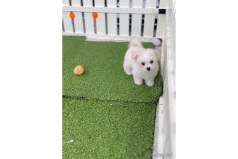 成約済の福岡県のチワマル:チワワ×マルチーズ-294085の8枚目