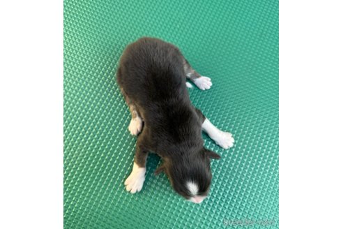 成約済の山梨県のオーストラリアンシェパード-302560の7枚目