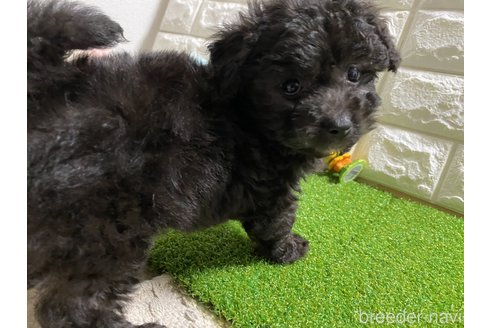 成約済の岡山県のミックス犬-295857の14枚目