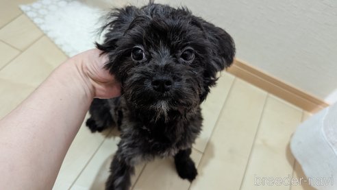 成約済の広島県のチワプー:チワワ×トイプードル-271215の59枚目
