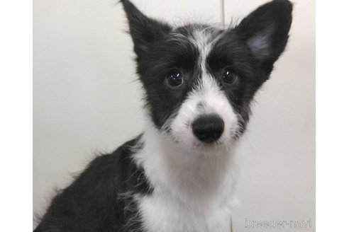 成約済の群馬県のミックス犬-302155の4枚目