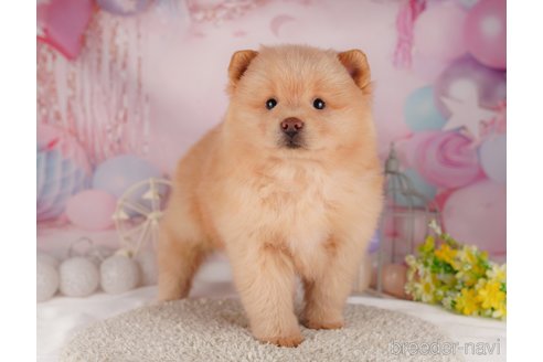 成約済の東京都のミックス犬-302611の3枚目
