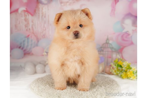 成約済の東京都のミックス犬-302611の1枚目