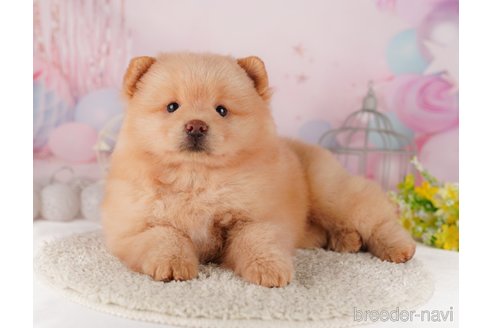 成約済の東京都のミックス犬-302611の4枚目