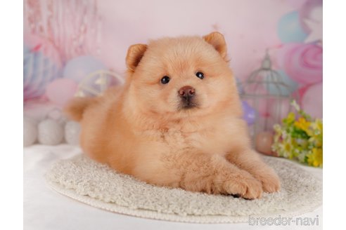 成約済の東京都のミックス犬-302611の5枚目