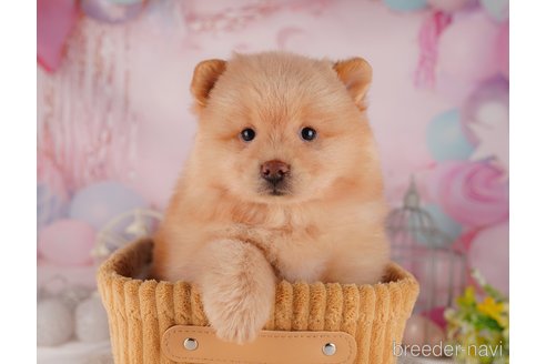 成約済の東京都のミックス犬-302611の6枚目