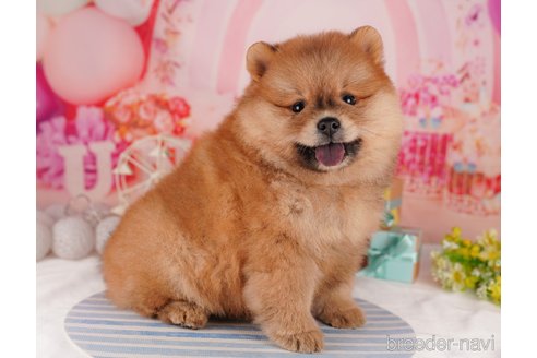 成約済の東京都のミックス犬-302612の6枚目