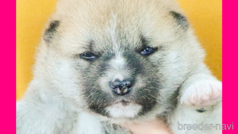 成約済の愛知県の柴犬-302615の5枚目