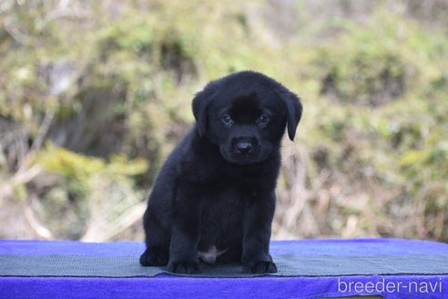 成約済の三重県のラブラドールレトリーバー-302616の3枚目