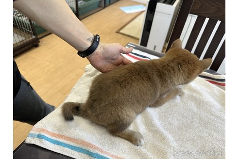 商談中の千葉県の柴犬-302654の5枚目