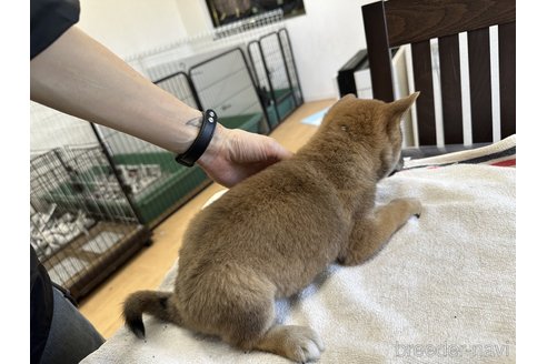 成約済の千葉県の柴犬-302654の4枚目