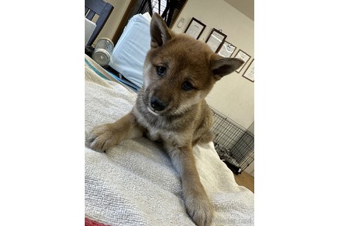 成約済の千葉県の柴犬-302654の3枚目
