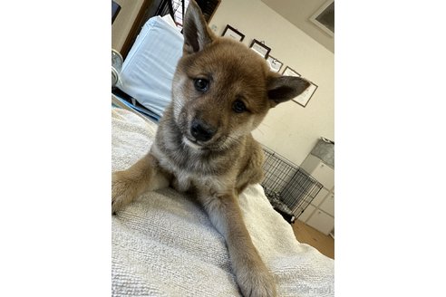 成約済の千葉県の柴犬-302654