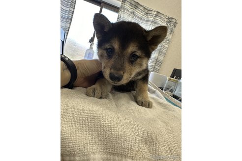 成約済の千葉県の柴犬-302661