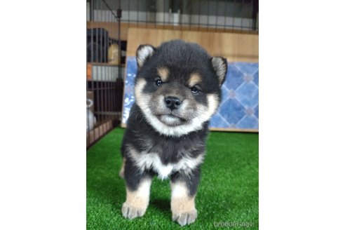 成約済の鹿児島県の柴犬-302701の4枚目