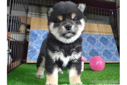 商談中の鹿児島県の柴犬-302701の3枚目